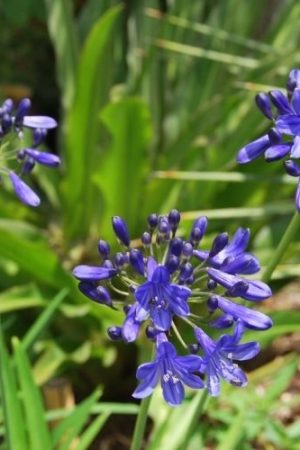 Agapanthe caduc bleu foncé