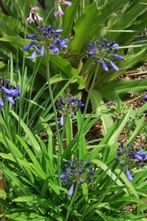 Agapanthe caduc bleu foncé