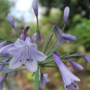 Agapanthe de couleur lilas, ombelles retombantes