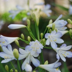 Agapanthe de bordure persistante, floraison bicolore