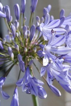 Agapanthe à grosse fleurs bleu