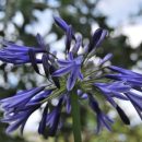Agapanthe bleu très rustique