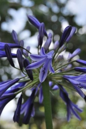 Agapanthe bleu très rustique