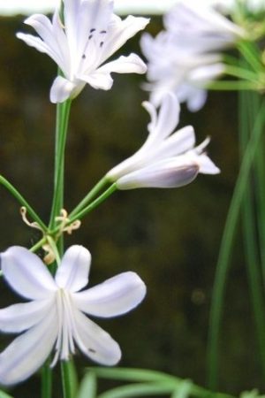 Agapanthe bleu pale, floraison précoce