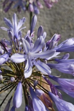 Agapanthe à grosse fleurs bleu