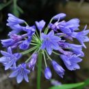 Agapanthe bleu parfaite pour la culture en pot