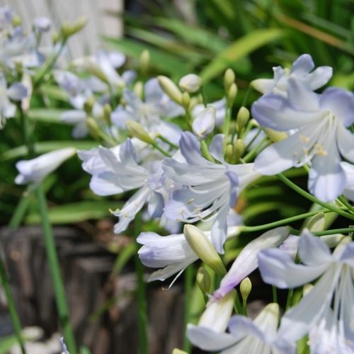 Agapanthus ‘Silver Baby’