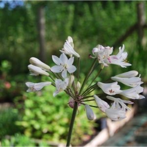 Agapanthe à floraison blanche, et pointes rosés. Tige florale sombre, presque noire
