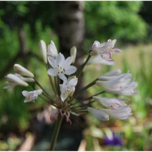 Agapanthe à floraison blanche, et pointes rosés. Tige florale sombre, presque noire