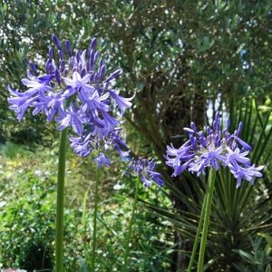 Agapanthe bleu tige droite