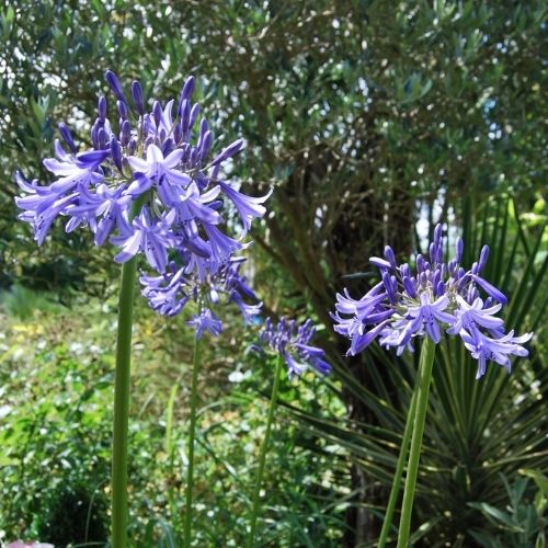 Agapanthe bleu tige droite