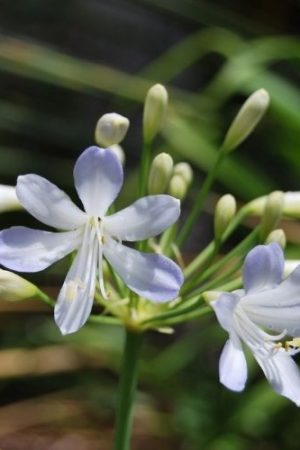 Agapanthe bicolore à feuillage persistant pour bordure