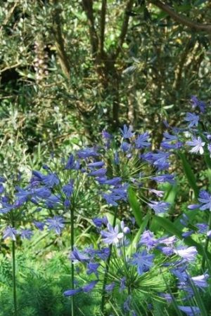 Agapanthe à fleurs bleu