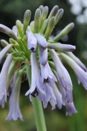 Agapanthe bleu à ombelles retombantes
