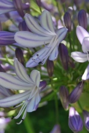 Agapanthe à feuillage persistant, grosse fleurs bleu