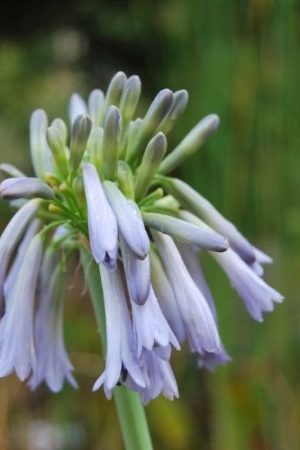 Agapanthe bleu à ombelles retombantes