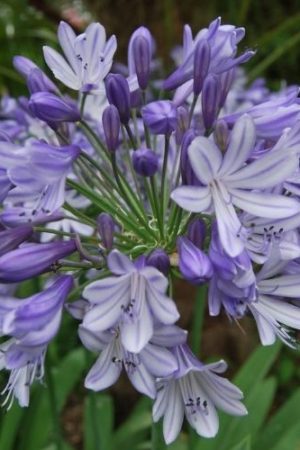 Agapanthe à feuillage persistant, grosse fleurs bleu