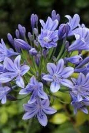 Agapanthe naine bleu