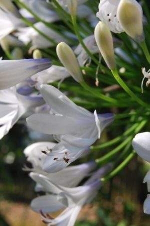 Agapanthe persistante bicolore de grande taille