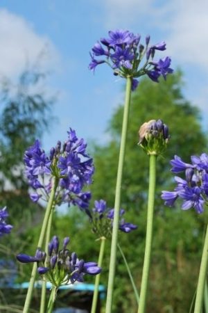 Agapanthe à fleurs bleu