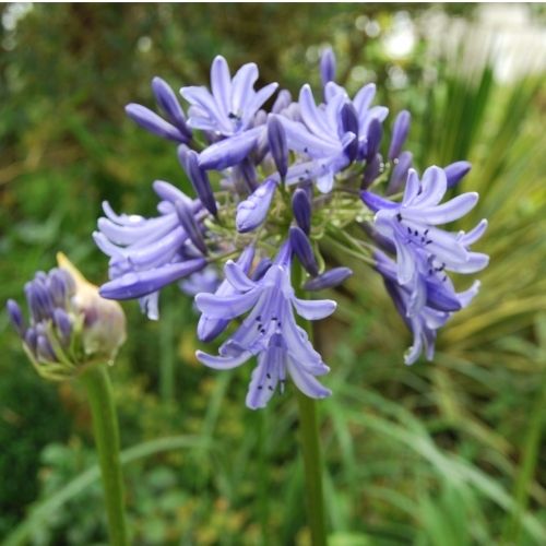 Agapanthe 'Loch Hope' bleu à tiges solides. Plante de massif d'été.