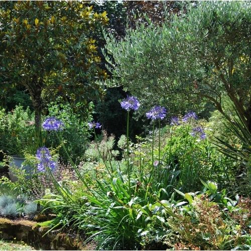 Agapanthe 'Loch Hope' bleu à tiges solides. Plante de massif d'été.