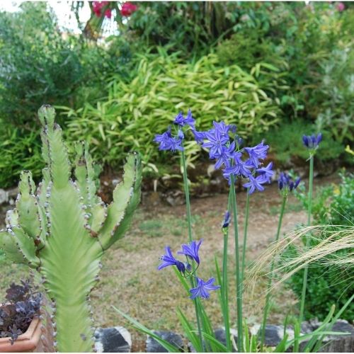 Belle Agapanthe bleu, floraison d'été. Très florifère en pleine terre et poterie