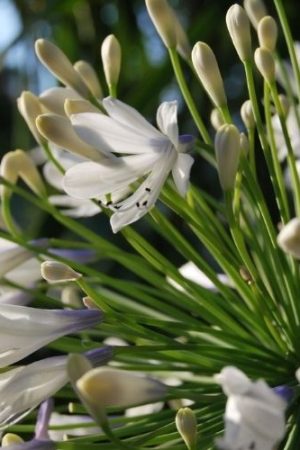 Agapanthe persistante bicolore de grande taille