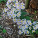 Aster ageratoides 'Asran' floraison d'automne bleu claire, très bon couvre-sol d'ombre sèche