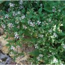 Aster nain, forme en boule, feuillage persistant, floraison d'automne en étoile
