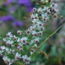 Un aster idéal pour un jardin de curé, floraison d'automne délicate blanche en nuage