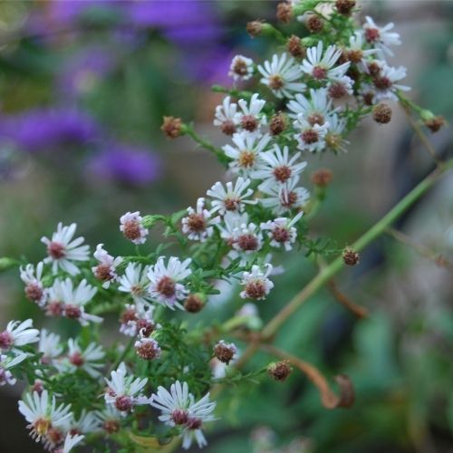 Un aster idéal pour un jardin de curé, floraison d'automne délicate blanche en nuage