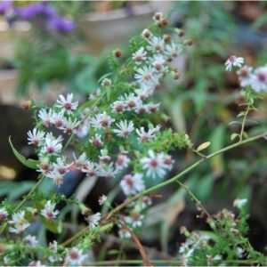 Un aster idéal pour un jardin de curé, floraison d'automne délicate blanche en nuage