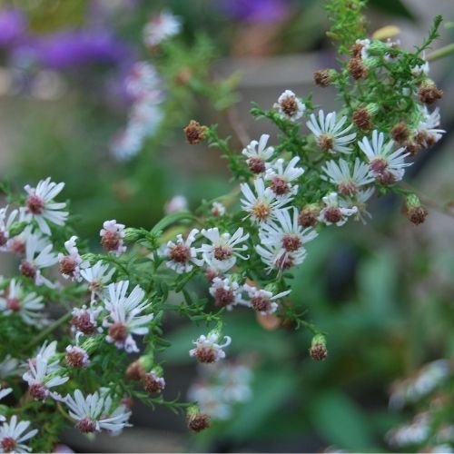 Un aster idéal pour un jardin de curé, floraison d'automne délicate blanche en nuage