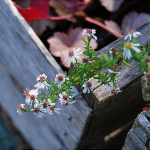 Un aster idéal pour un jardin de curé, floraison d'automne délicate blanche en nuage