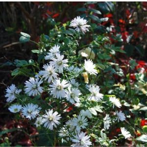 Aster blanc double, hauteur environ 60 cm, floraison d'automne