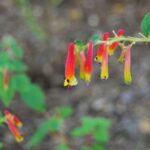 Cuphea cyanea, plante vivace originale, rare, floraison orange et jaune
