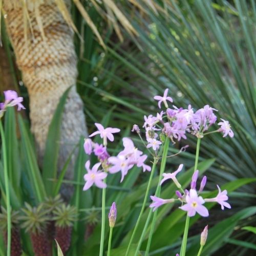 Tulbaghia longue floraison estivale, appelé aussi ail Africain