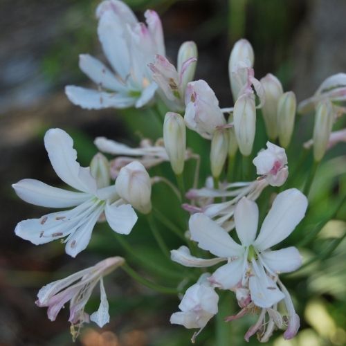 Agapanthe blanche rose