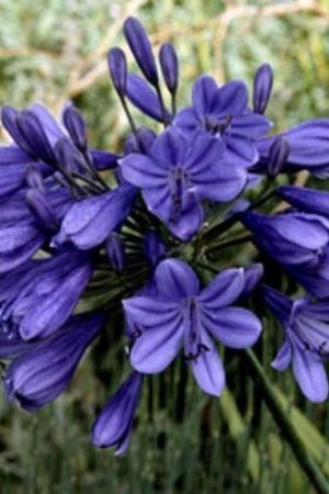 Agapanthe bleu foncé