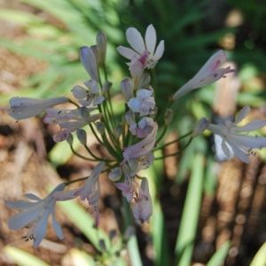 Agapanthe blanche rose