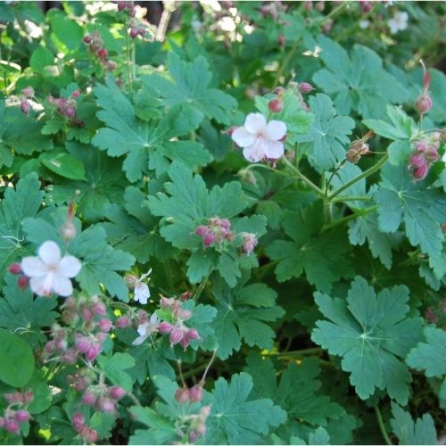 Géranium couvre-sol idéal pour les plantations en ombre sèche, sans arrosage