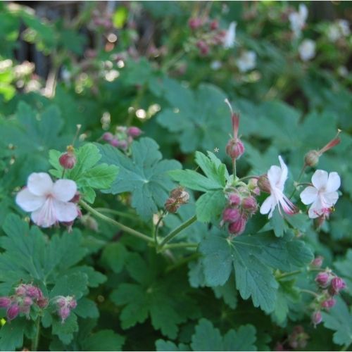 Géranium couvre-sol idéal pour les plantations en ombre sèche, sans arrosage