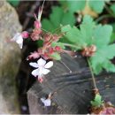 Géranium couvre-sol idéal pour les plantations en ombre sèche, sans arrosage