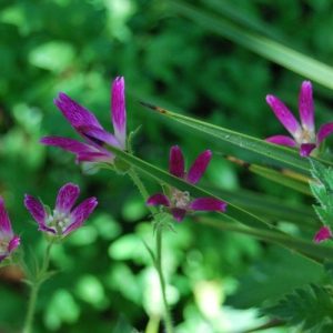 Géranium oxonianum f.Thurstonianum, plante vivace ombre, soleil. Floraison d'été, facile de culture