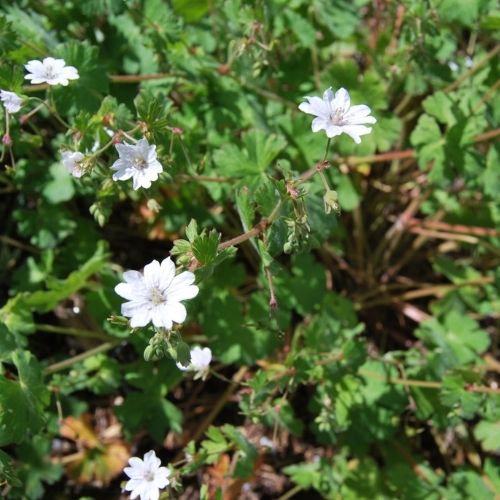 Géranium vivace à petite fleurs blanches