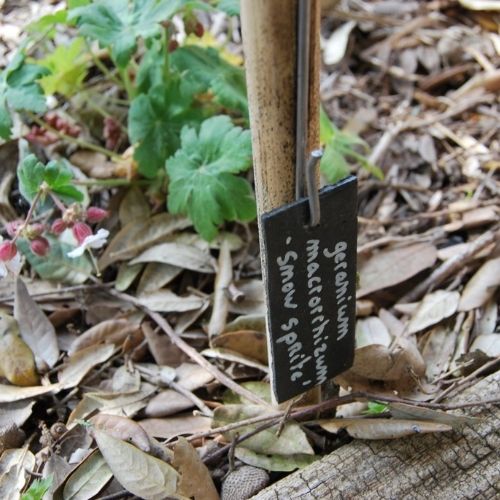 Géranium vivace, spécial ombre sèche