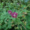 Géranium couvre-sol floraison vieux-rose