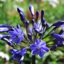 Agapanthe bleu foncé, tige noire