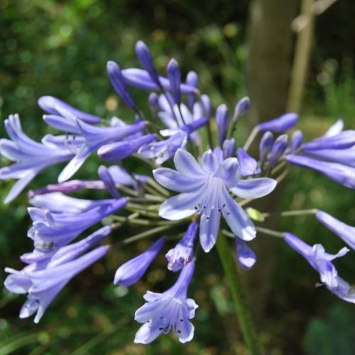 Agapanthus ‘Dr Brouwer’